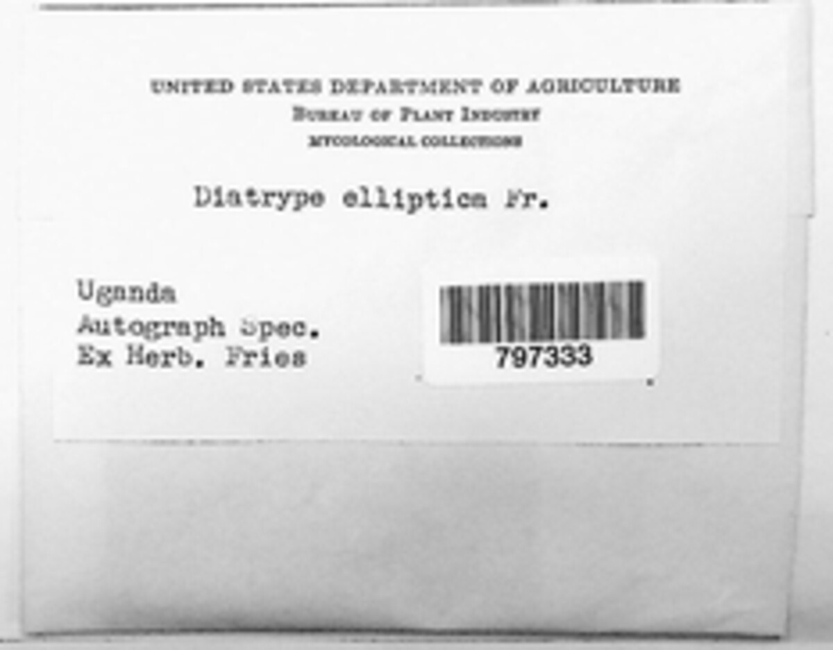 Diatrype elliptica image